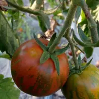 Насіння органічного томату сорту “Цзи-Ю Черрі”