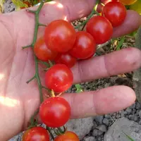 Насіння органічного томату сорту “Вишенька червона черрі”
