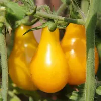 Насіння органічного томату сорту “Золота крапля”