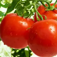Органічні томати