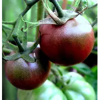Насіння органічного томату сорту “Чорний черрі” (Black Cherry)